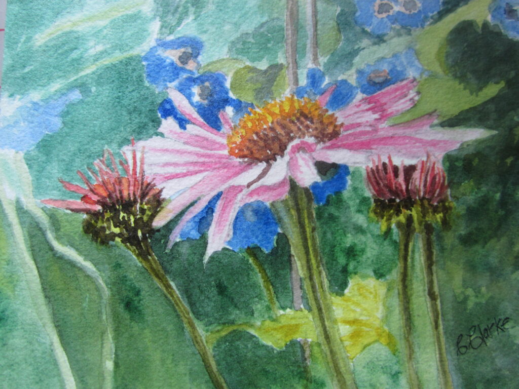Echinacea - Watercolour