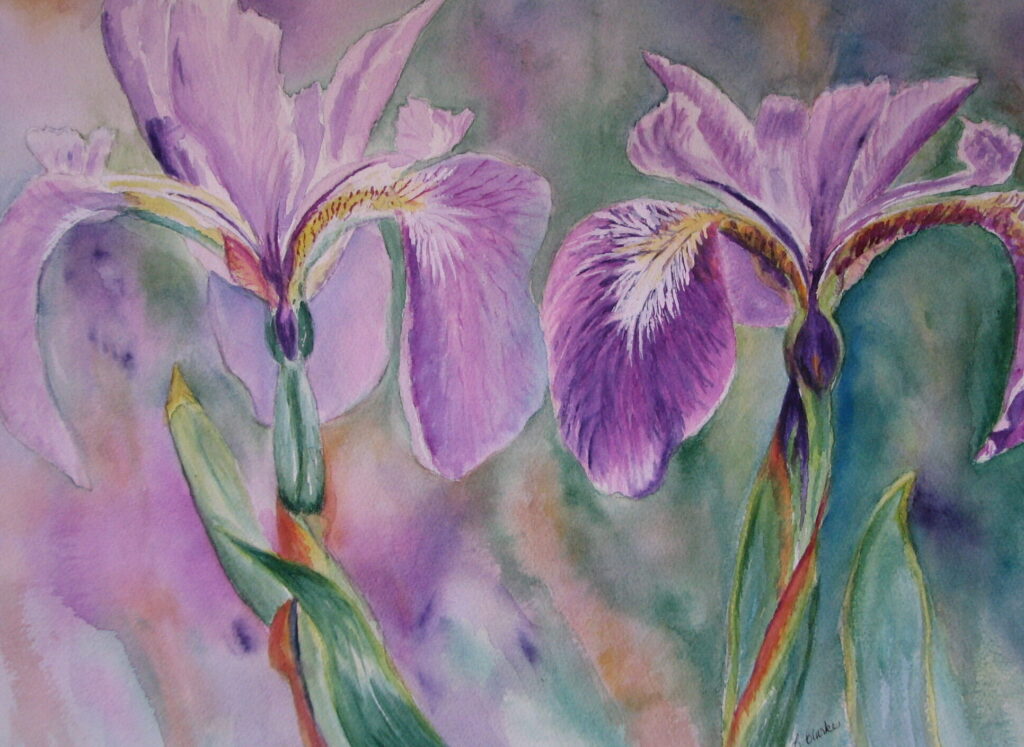 watercolour Irises